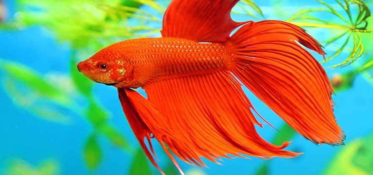 how to care for betta fish