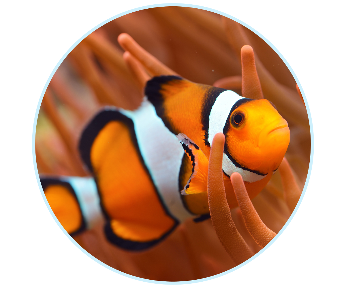 WEBSite-TFH-LP-AdvertiseWithUs-V3_600x500-4