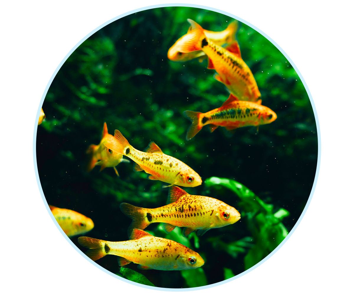 WEBSite-TFH-LP-AdvertiseWithUs-V3_600x500-6