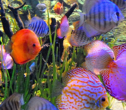 Tropical fish outlet aquarium