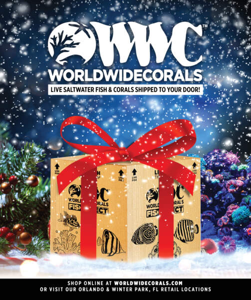 WWC_Holiday Product Showcase