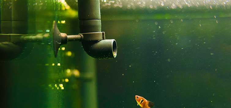 pijp Onbekwaamheid platform Aquarium Water Pumps & Setup | Tropical Fish Hobbyist Magazine