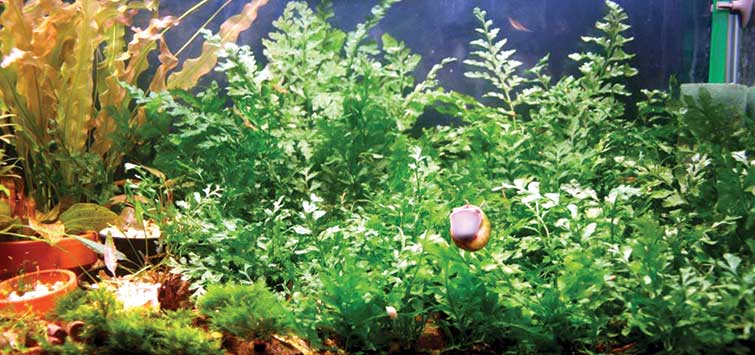 African Water Fern Info - Tips On African Water Fern Care