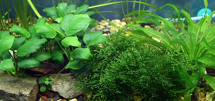 BAWHO 1 Set Fish Tank Landscaping Plants Plastic Aquarium