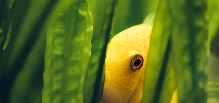 live plants for fish tank