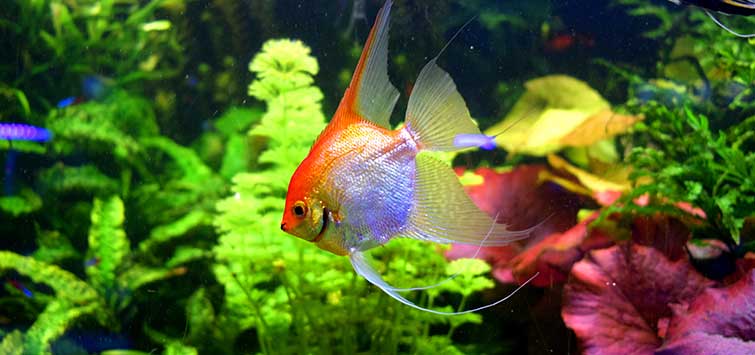 Quick Guide: Hatching Angelfish Eggs Artificially in Optimum Time ...