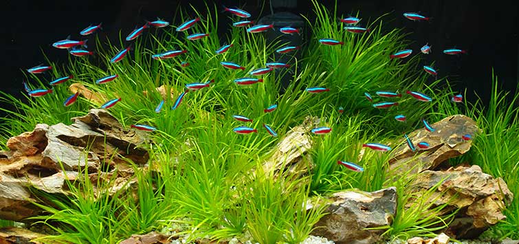 7 GREAT TROPICAL FISH TO PUT IN A SMALL AQUARIUM - The Fish Room TFR