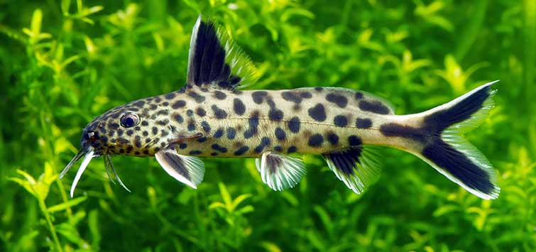 Synodontis Catfish in Lake Tanganyikan