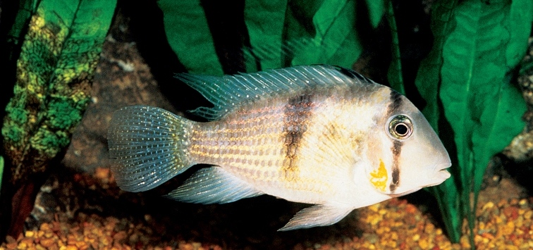 imported cichlid fish