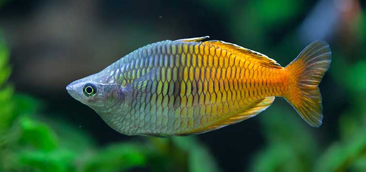 Pacific Blue Eye Rainbowfish - Pseudomugil signifer Fish Profile & Care  Guide