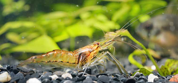 Ghost Shrimp Care, Breeding, WaterParameters, Tank Mates & Feeding