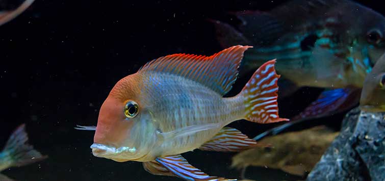 red cap fish