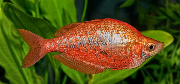 Red Rainbowfish (Glossolepis incisus) | Magazine