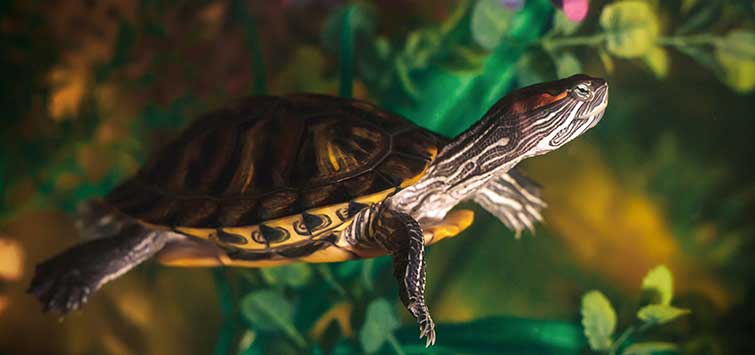 What are the Potential Risks of Overfeeding a Red-Eared Slider Turtle, And How Can I Maintain a Balanced Diet for Optimal Health?  