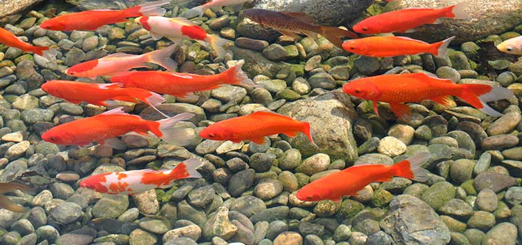 Feeding Your Koi Fish and Goldfish: Everything You Need to Know