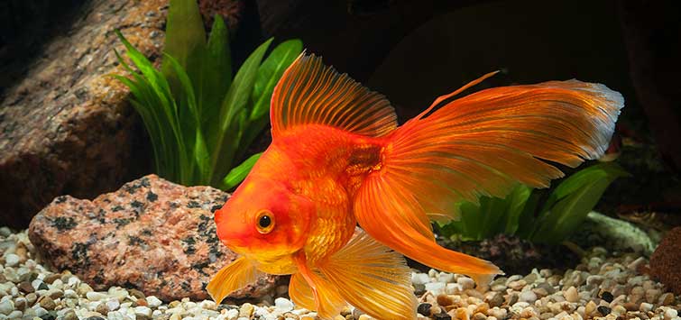 golden fish aquarium