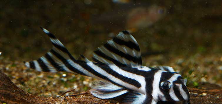 zebra saltwater fish