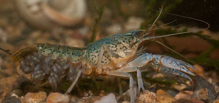 Marbled Crayfish Cloning | Tropical Fish Hobbyist Magazine