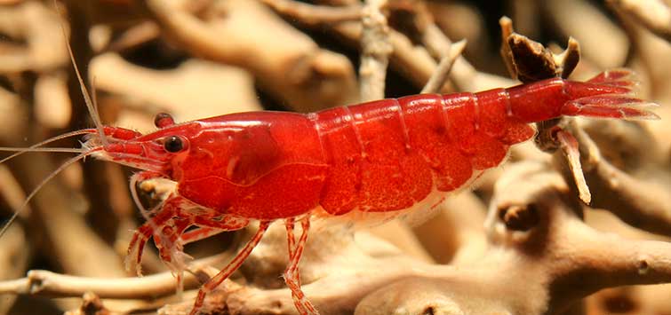 cherry shrimp male or female