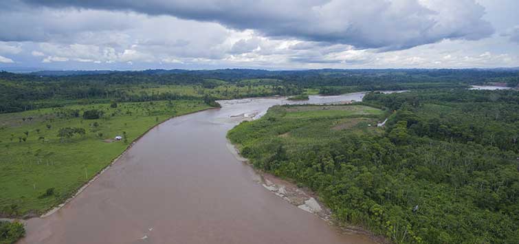 amazon fish species