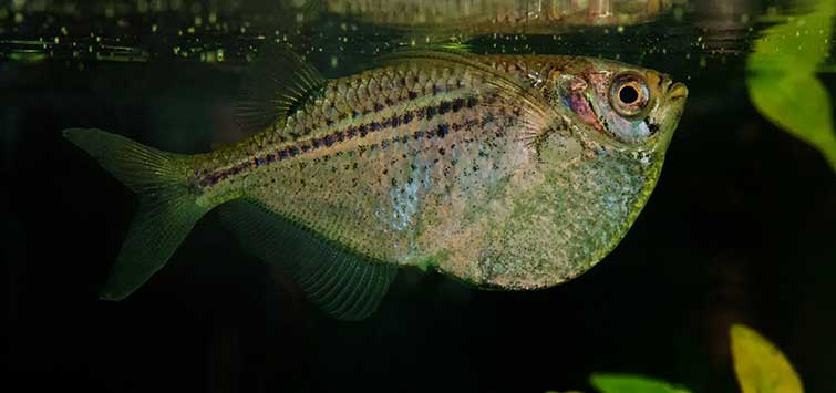 Surface Dweller: Common Hatchetfish