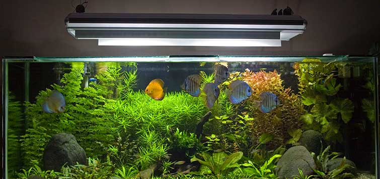 Is a larger plant tank always better because it is more stable? - The 2Hr  Aquarist