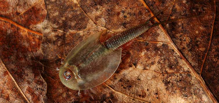 What are Triops? Introduction to Tadpole Shrimps