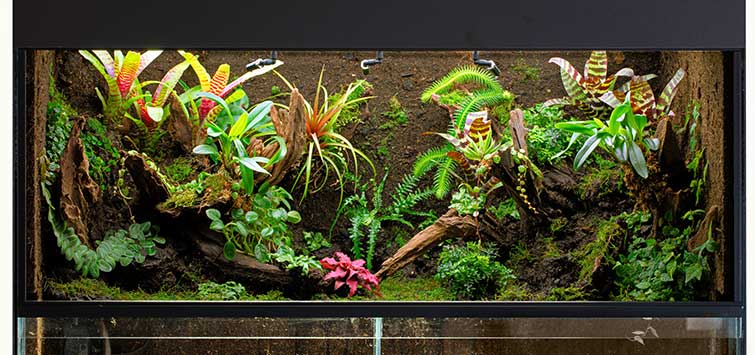 Fish Tank Terrarium – Converting A Fish Tank Into A Terrarium Garden