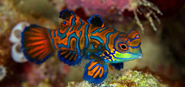 Mandarin Fish Care Tropical Fish Hobbyist Magazine