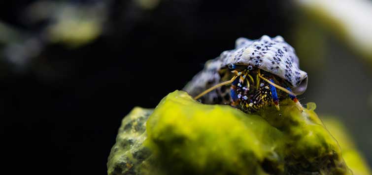 algae eater reef tank