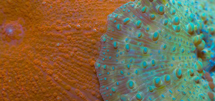 Mushroom Coral Species Tropical Fish Hobbyist Magazine