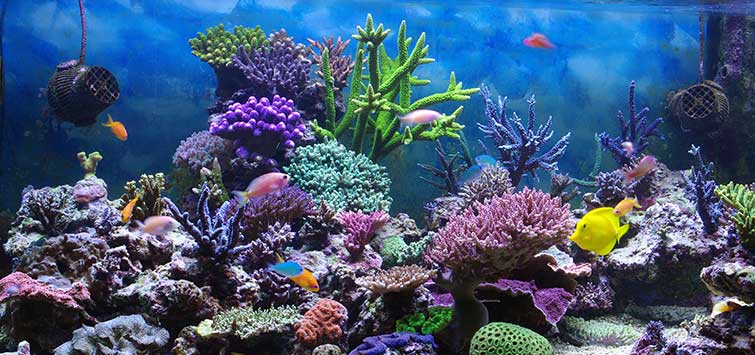Compliment hebben zich vergist 945 Getting Started in Reef Aquarium Hobby | TFH Magazine