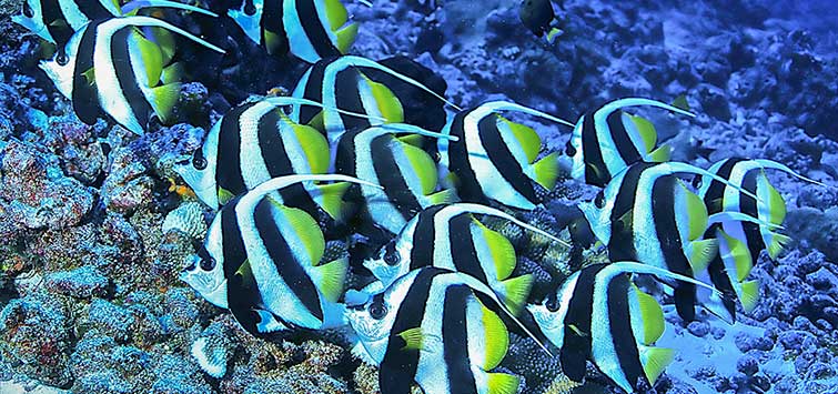 bannerfish care