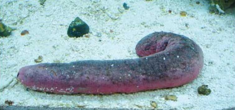 phylum echinodermata sea cucumber