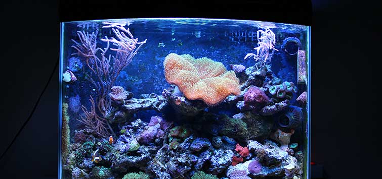 In de omgeving van statisch tijdelijk Starting a Nano Reef | Tropical Fish Hobbyist Magazine