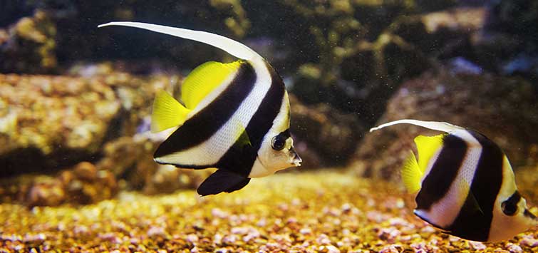 types of aquarium fish saltwater