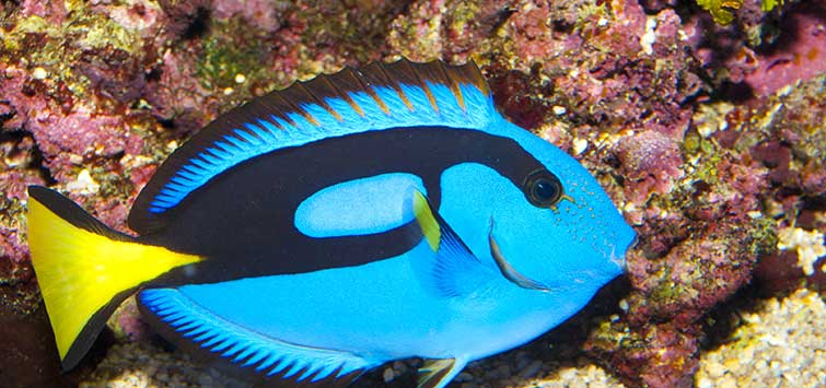 Blue Tang: Saltwater Aquarium Fish for Marine Aquariums