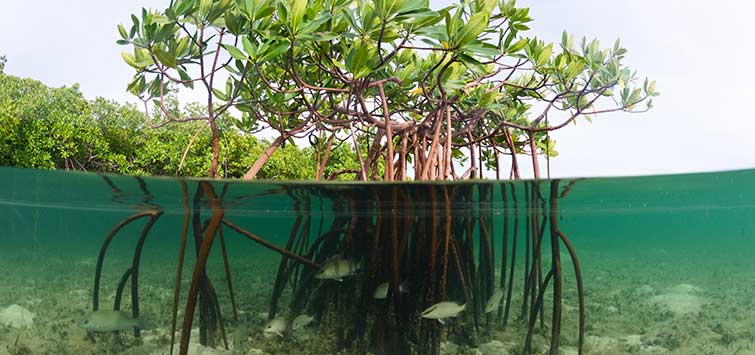 mangrove swamps fish