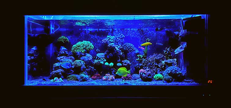 Reef Lighting  Tropical Fish Hobbyist Magazine