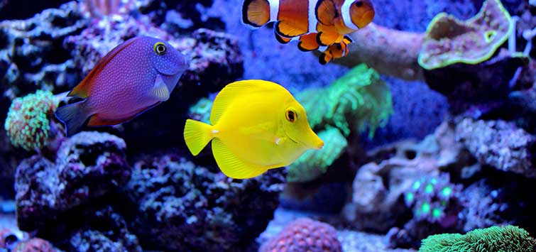Saltwater vs. Freshwater Aquariums: What's the Difference - Fish