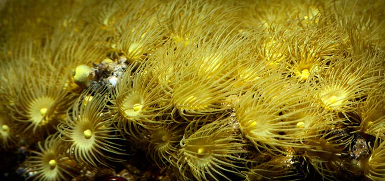 yellow polyps