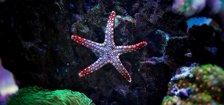 Texas State Aquarium - Happy Sea Star Sunday! Commonly known as starfish,  these unique creatures aren't fish at all, since they don't have fins,  gills, or backbones. Instead, they belong to the