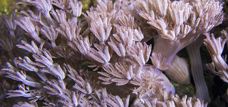 xenia coral types