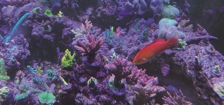 acropora-coral-colony