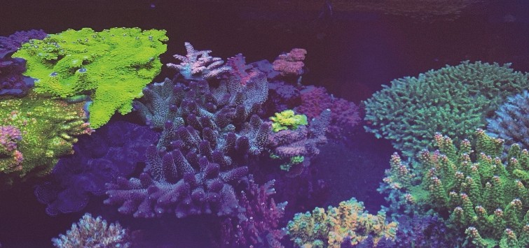 Amazing Acropora Corals