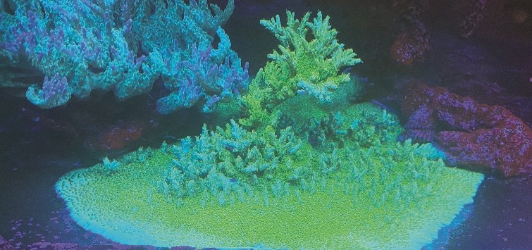 neon-green-acropora-coral