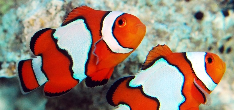two-clownfish