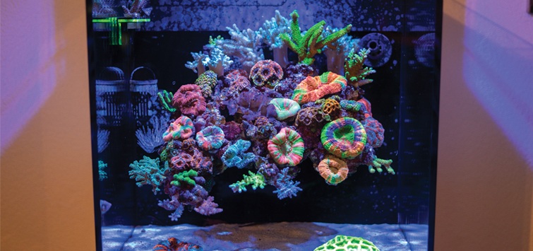 Worstelen Gepolijst Appartement How to Build a Floating Reef Aquascape | Tropical Fish Hobbyist Magazine