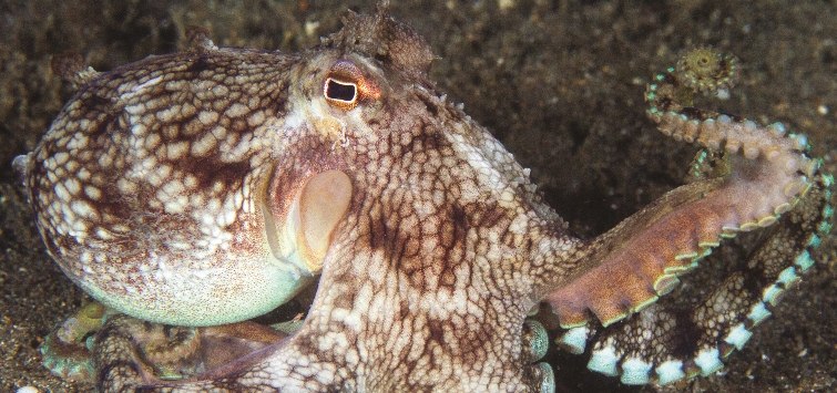 Squid filmed using their ink clouds as smokescreen to catch prey
