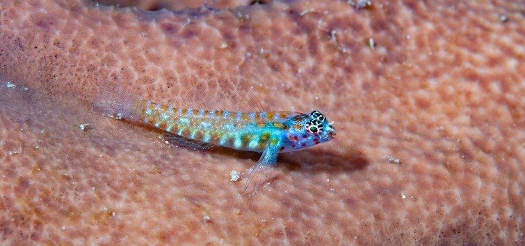 red spotted pygmy goby